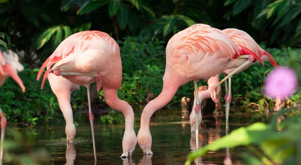 flamingos-pensacola-zoo