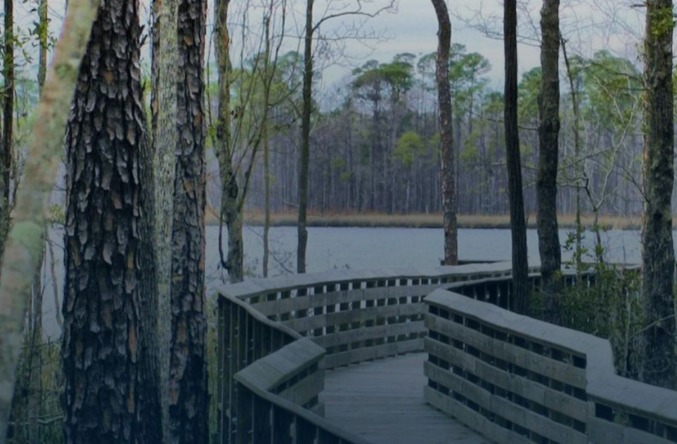 Great spot for a Couple to  stand - kneel for your proposal by Tarkiln Bayou’s edge.