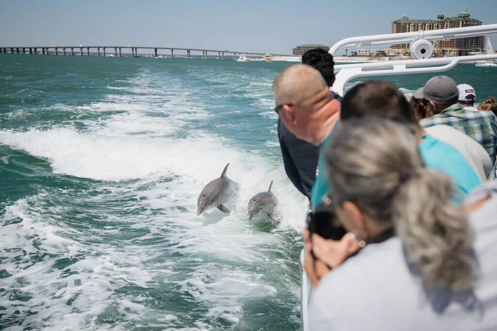 Enjoy a cruise and catch the experience of seeing dophins after you have looked at wedding places in pensacola florida