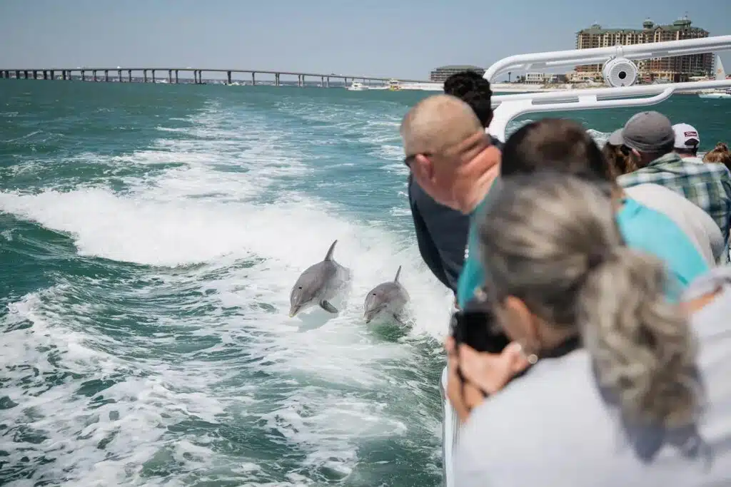 Enjoy a cruise and catch the experience of seeing dophins after you have looked at wedding places in pensacola florida
