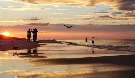 Sunset beach scene with silhouetted people, flying bird, and wading heron in shallow water.
